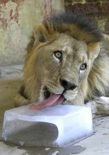 环宇趣图:它们的避暑高招[组图] (图)