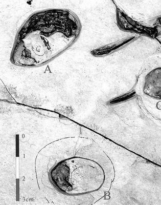 素描 胚胎/图为胚胎翼龙蛋化石的正模A 和副模B 素描图