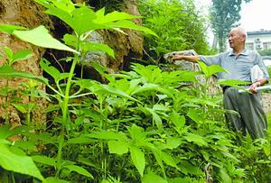 毒草疯长47中校园