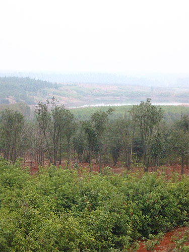 咸宁横沟桥镇苗木基地