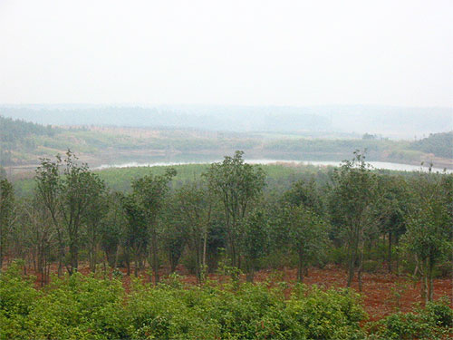 咸宁横沟桥镇苗木基地