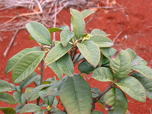 咸宁横沟桥镇苗木基地