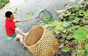 然后再用抄子瓮中捉鳖