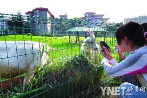 羊圈护栏外牌子上写着希望此举