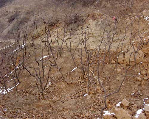 酸枣嫁接大枣的成果