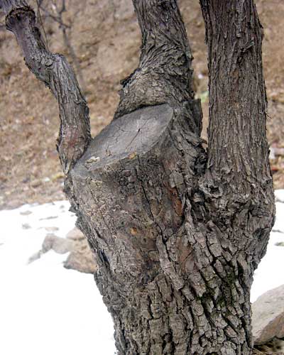 酸枣嫁接大枣的成果