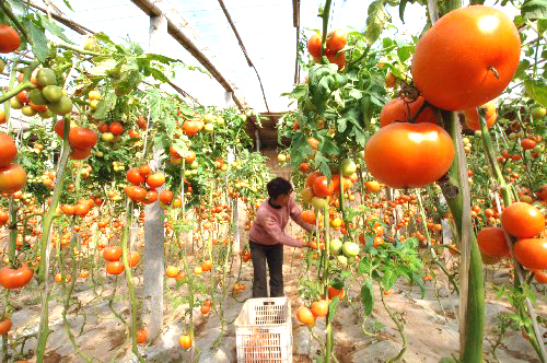 河北定州农民靠信息致富(图)