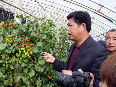 河南扶沟县――无公害蔬菜造效益