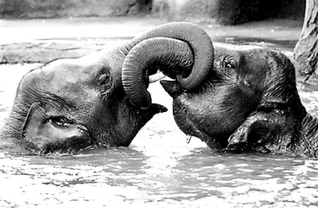 澳大利亚 动物 悉尼/在澳大利亚悉尼的动物园里，两只亚洲象正在池塘里勾着鼻子玩耍...