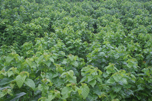 泥脚书记邓平寿:用生命铸就忠诚