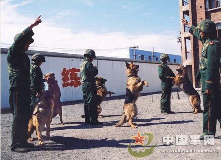 中国数十条警犬反恐大演练场面[组图]