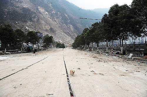 死城北川中守护裹尸袋的小狗