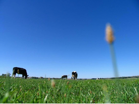幸福的奶牛奉献高品质的牛奶