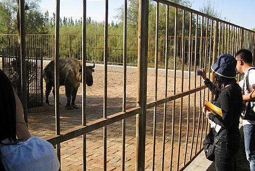 神州荒漠野生动物园拯救濒危动物(组图)