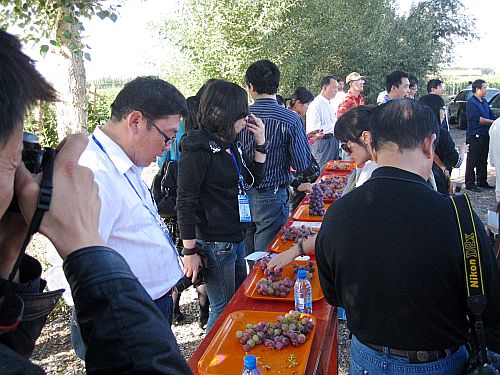 参观甘肃祁连葡萄庄园(组图)