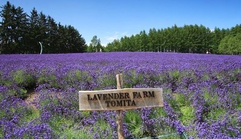 浪漫之地:法国普罗旺斯_人文地理_中国旅行社