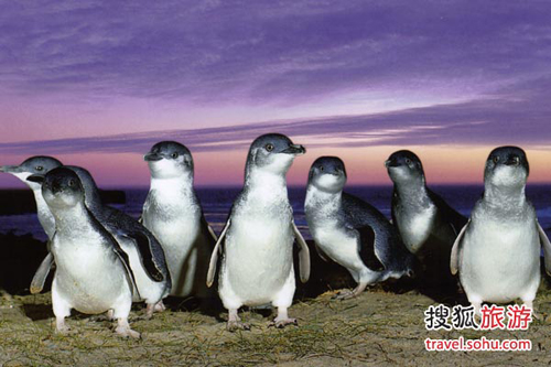 去澳洲菲利普岛 观神仙企鹅