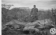 在肯尼亚桑布鲁国家保护区里，姚明表情凝重，躺在他面前的是一具被猎杀大象的遗骸。盗猎者为获取象牙，将大象的脸割掉了