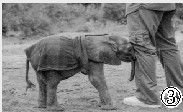 肯尼亚内罗毕国家公园里，有一个大象托儿所。一头小象用头轻轻地顶着姚明的腿，好像在和他交流。